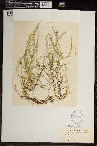 Chara fragilis image