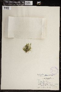 Chara fragilis image