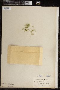Chara fragilis image