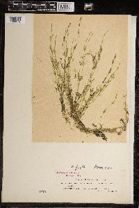 Chara fragilis image