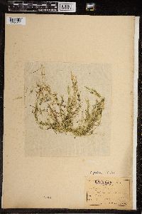 Chara fragilis image