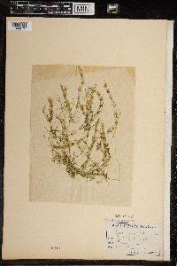 Chara fragilis image