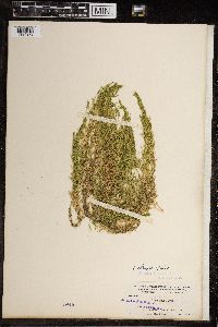 Chara fragilis image