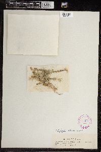 Chara fragilis image