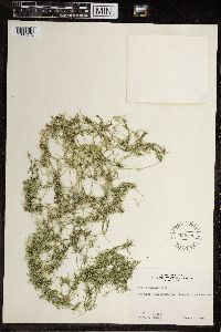 Chara fragilis image