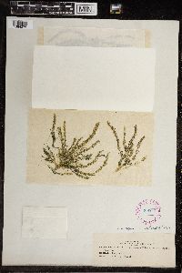 Chara fragilis image