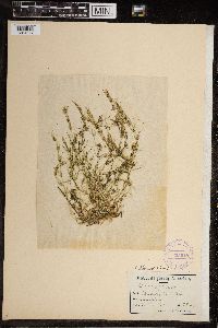 Chara fragilis image