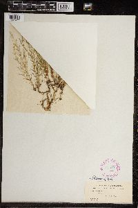 Chara fragilis image