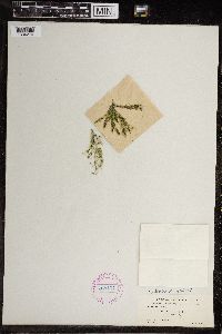 Chara fragilis image