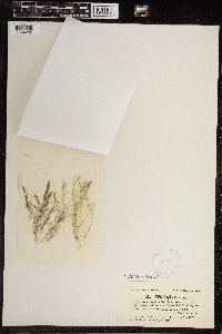 Chara fragilis image