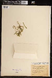 Chara fragilis image