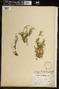 Chara fragilis image