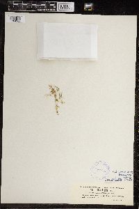Chara fragilis image