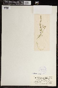 Chara fragilis image