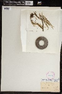 Chara fragilis image