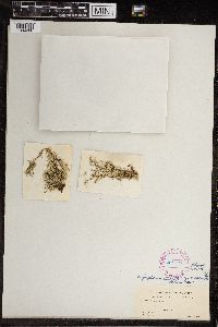 Chara fragilis image