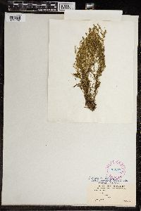 Chara fragilis image