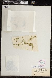 Chara fragilis image