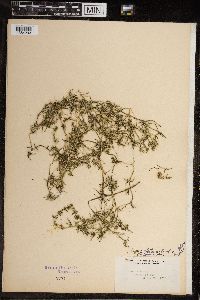 Chara haitensis image