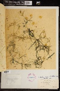 Chara haitensis image