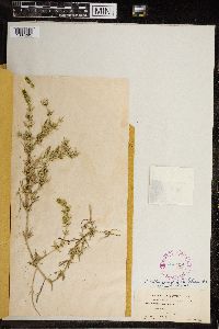 Chara haitensis image
