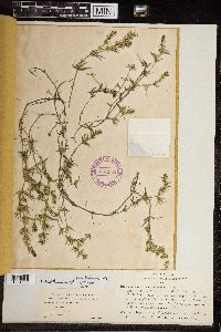 Chara haitensis image