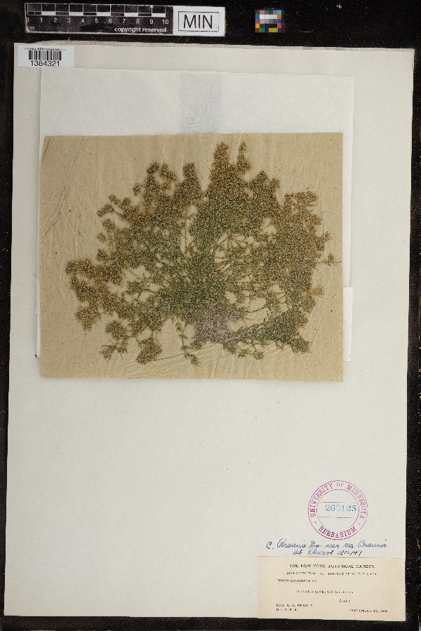 Chara coronata image