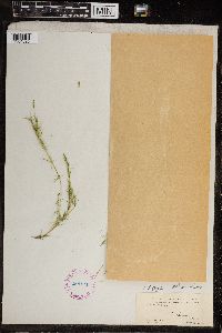 Chara fragilis image
