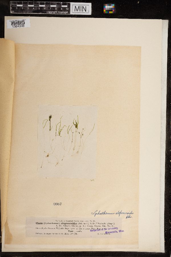 Chara alopecuroides image