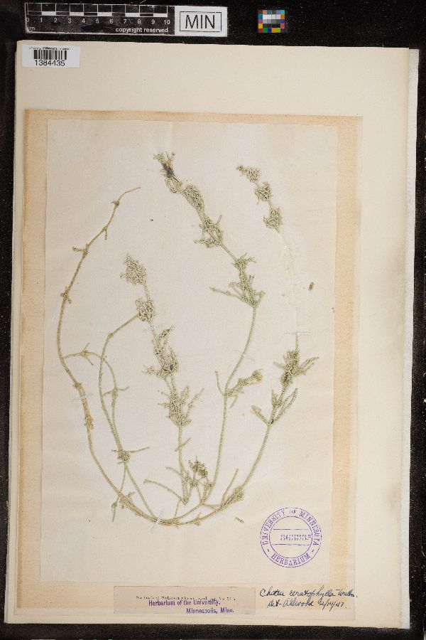 Chara ceratophylla image