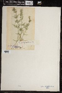 Chara ceratophylla image