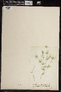 Chara ceratophylla image