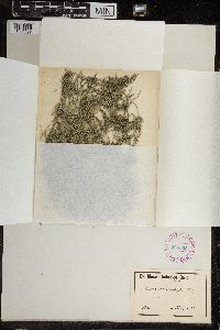 Chara ceratophylla image