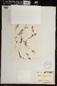 Chara ceratophylla image