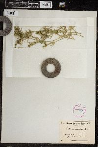 Chara ceratophylla image
