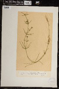 Chara ceratophylla image