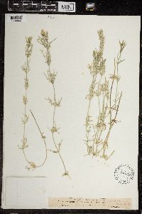 Chara ceratophylla image
