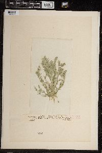 Chara ceratophylla image