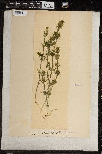 Chara ceratophylla image