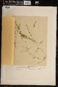 Chara ceratophylla image