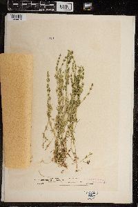 Chara fragilis image