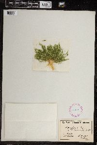 Chara fragilis image