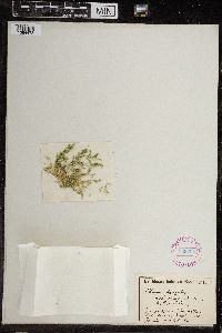 Chara fragilis image