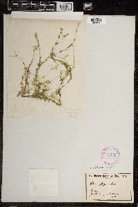 Chara fragilis image
