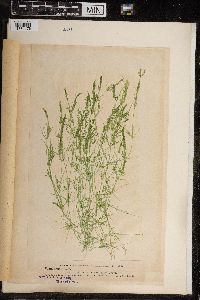 Chara fragilis image