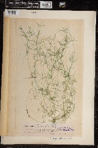 Chara fragilis image