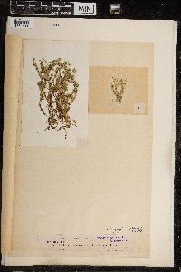 Chara fragilis image