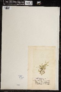 Chara fragilis image
