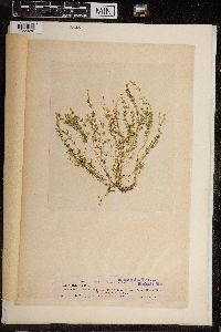 Chara fragilis image