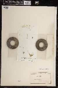 Chara fragilis image